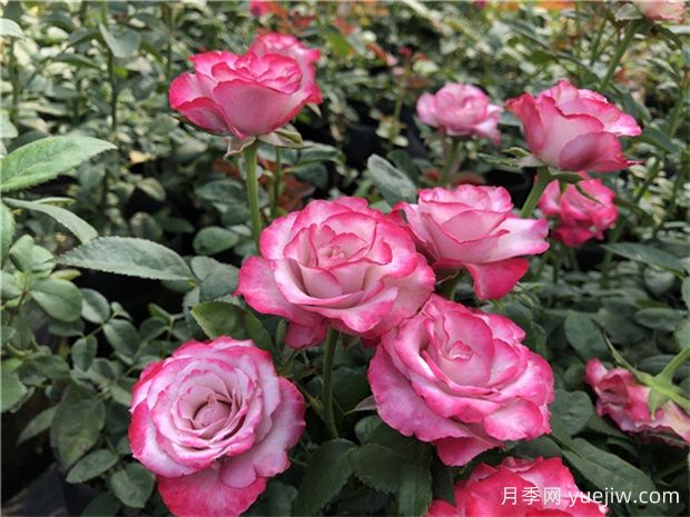 月季花养护:如何让您的月季繁花似锦(图2) 月季花养护:如何让您的月季繁花似锦(图2)