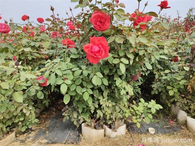 月季叶子落光了,如何能让它重新焕发生机(图1) 月季叶子落光了,如何能让它重新焕发生机(图1)