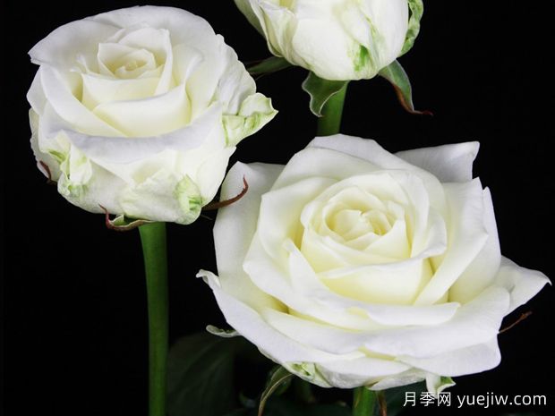 白色艾莎月季/白艾莎(图3)