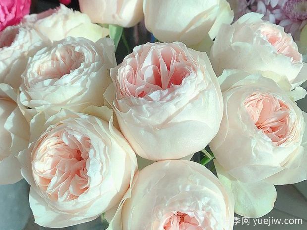 艾玛伍德豪斯月季/艾玛度假屋/艾玛木屋(图2)