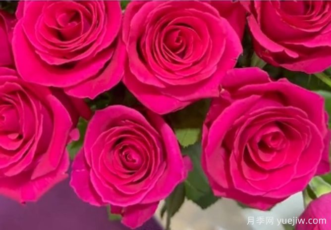 樱桃缤果月季(图1)