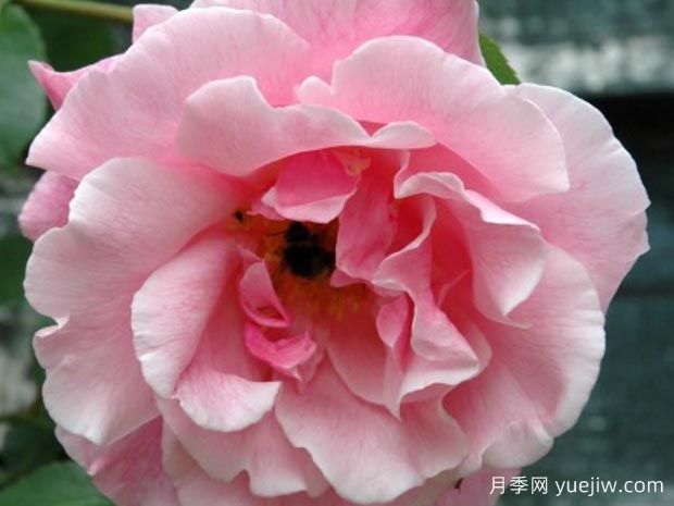 西班牙美女月季(图2)