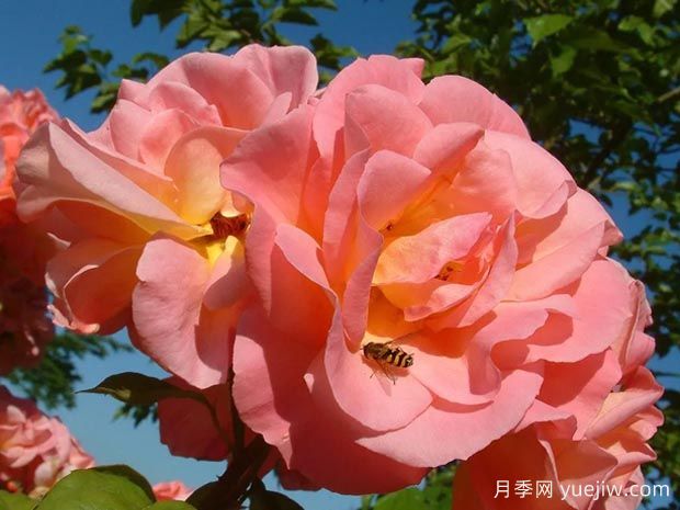 五月伊芙琳月季(图3)