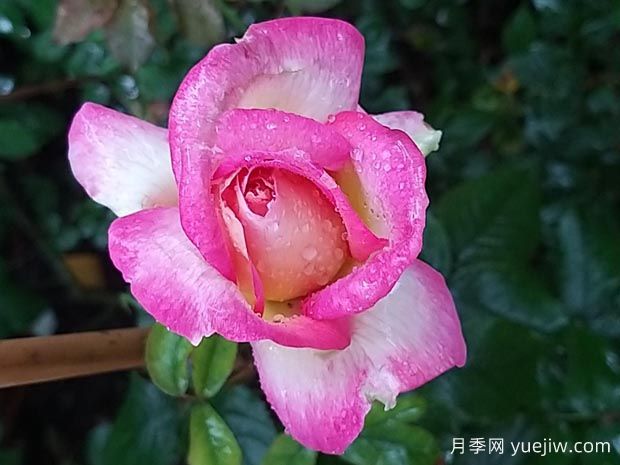 南特香水月季(图2) 南特香水月季(图2)