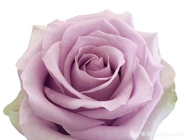 月光曲月季/银光/银色光芒(图1)