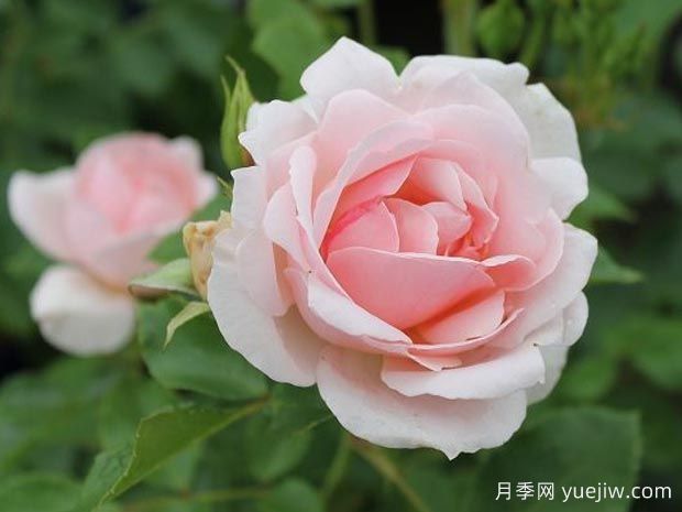 叙事曲月季(图1)