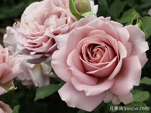 回忆录月季(图1)