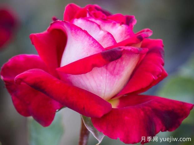 奥西莉亚月季/奥西利亚(图1)