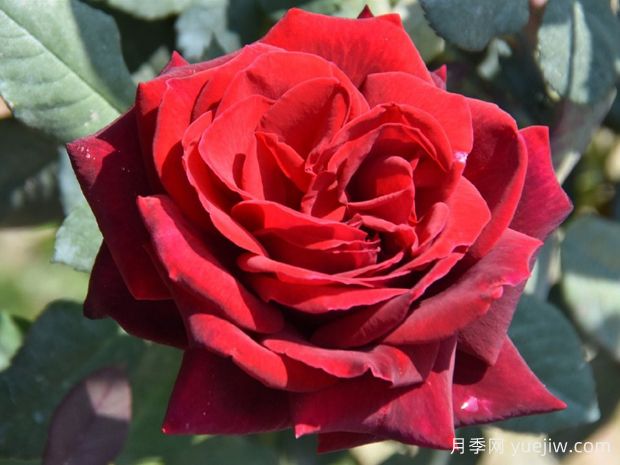 丹麦王子月季(图1)