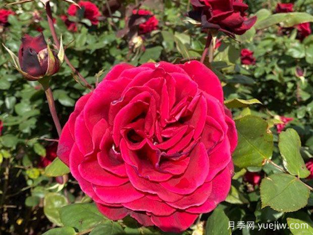 戴维营月季(图2)