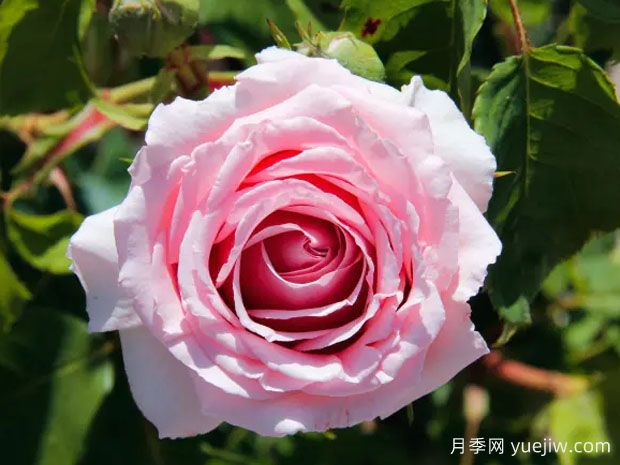 费德里克米斯塔尔月季(图2) 费德里克米斯塔尔月季(图2)