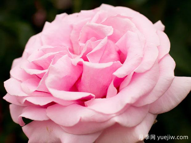 费德里克米斯塔尔月季(图1) 费德里克米斯塔尔月季(图1)