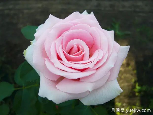 费德里克米斯塔尔月季(图3) 费德里克米斯塔尔月季(图3)