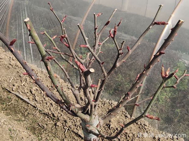 月季花冬季该如何修剪?苗壮枝多开花旺(图1) 月季花冬季该如何修剪?苗壮枝多开花旺(图1)