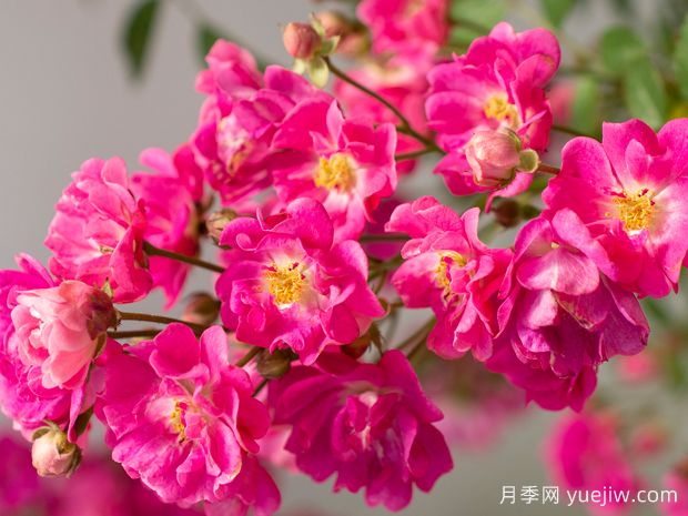 粉色可爱波莉月季(图2)