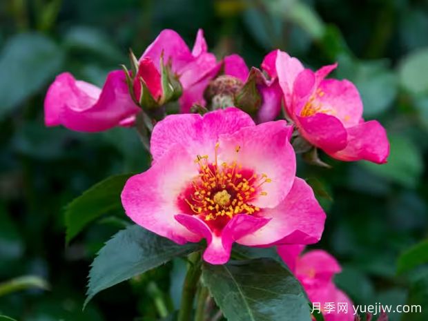 树莓之吻月季/我的眼睛/你的凝望/和平与爱(图1)