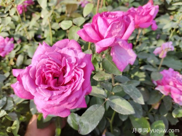 邵阳月季应用和月季景观(图1)