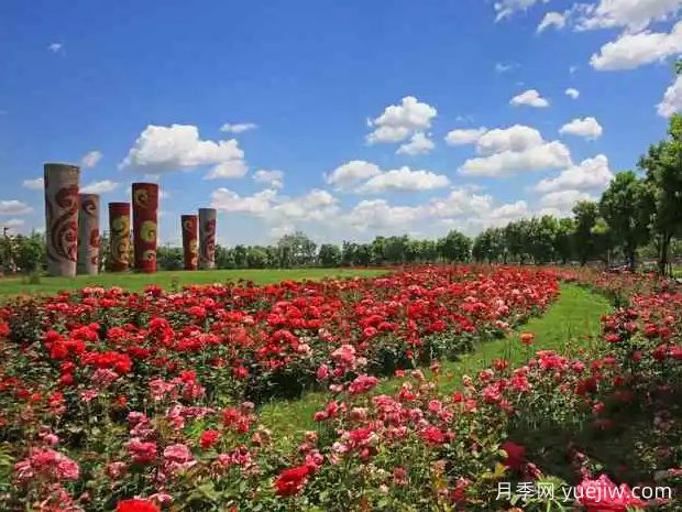 聊城月季市花文化和景观图集(图2)