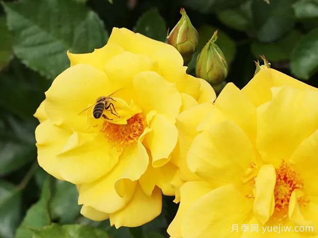 金克朗月季Goldkrone(图1)