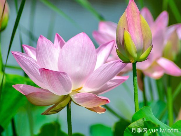 莲花与荷花有什么区别？(图1)