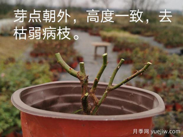 月季冬剪进行时，这6点事项必须要注意(图1)