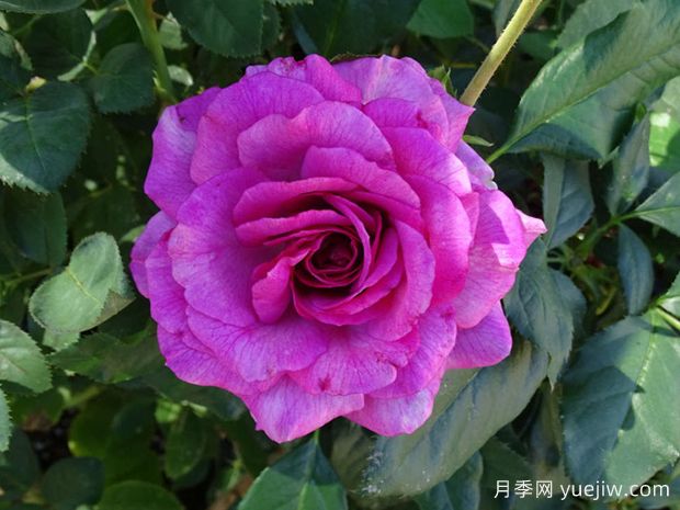 香水工厂月季(图1)