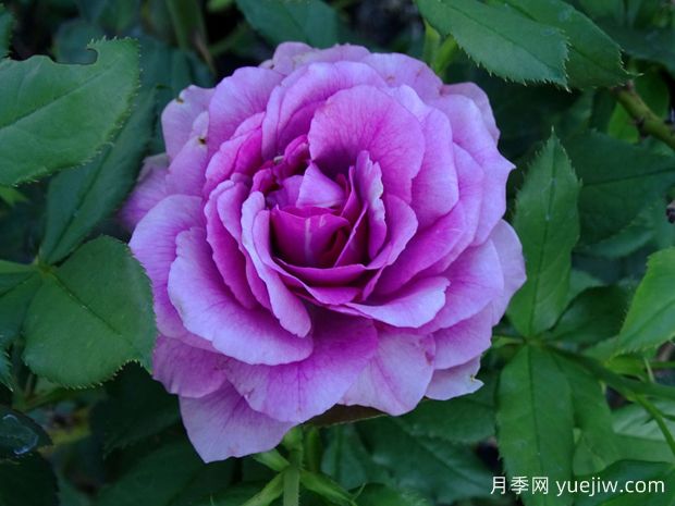 香水工厂月季(图2)