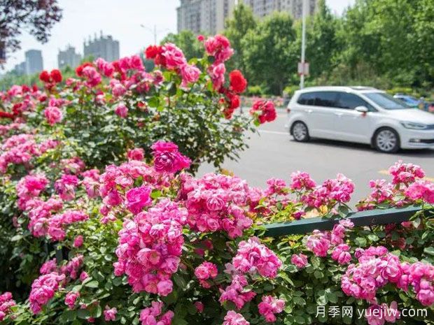 德州月季应用和景观图集(图1)