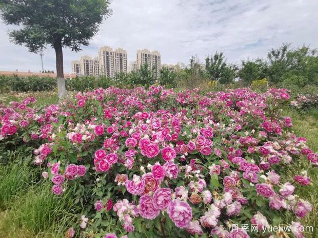 德州月季应用和景观图集(图3)