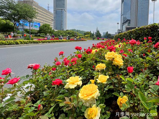 南京月季应用和景观图集(图3)