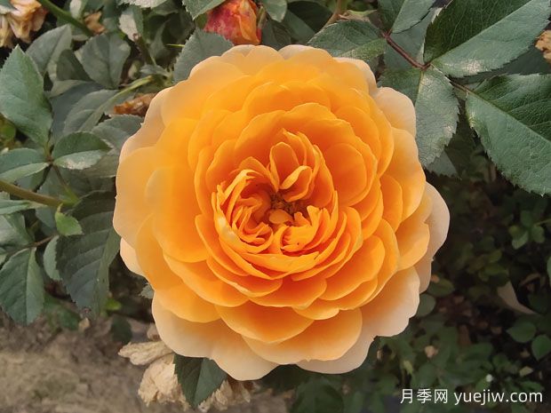 为什么很多花友喜爱橙色的月季花?(图1) 为什么很多花友喜爱橙色的月季花?(图1)