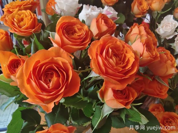 为什么很多花友喜爱橙色的月季花?(图2) 为什么很多花友喜爱橙色的月季花?(图2)