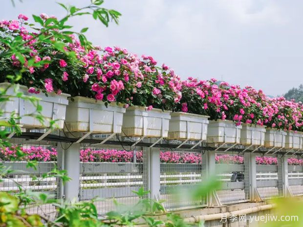 温州月季应用和月季景观(图2)