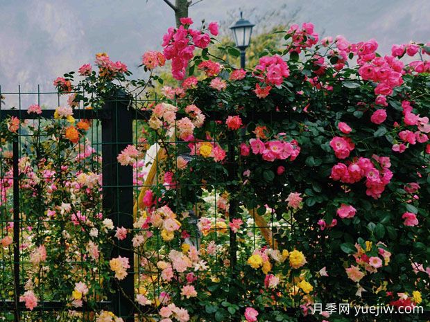 温州月季应用和月季景观(图3)