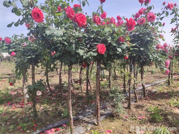 树状月季花开一路，建设大美绍兴(图1)