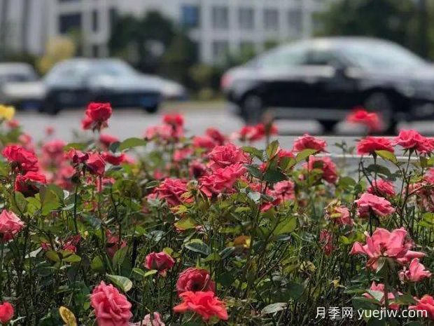 舟山月季应用和景观图集(图2)
