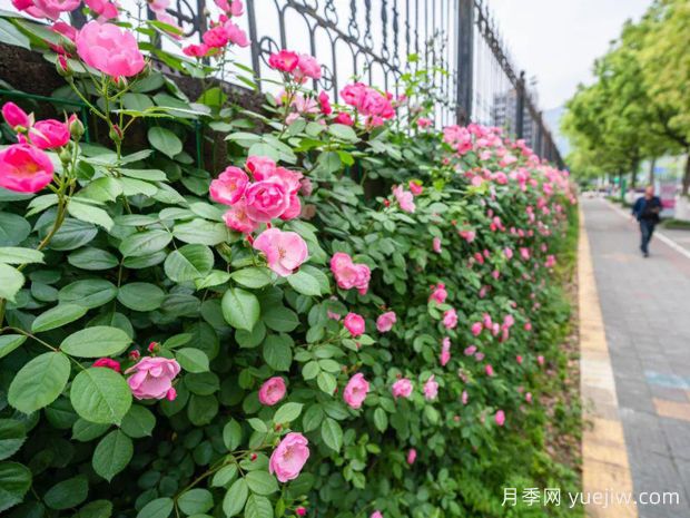 丽水月季应用和月季景观(图3)