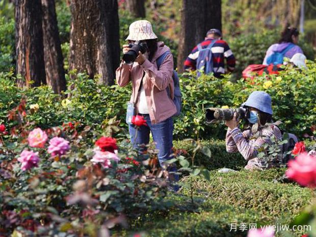 广州月季应用和月季景观(图2)