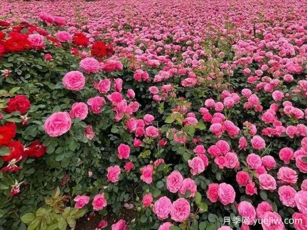 咸阳月季应用和月季景观(图1)