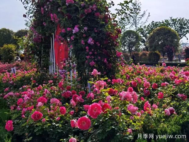 汉中月季应用和月季景观(图3)