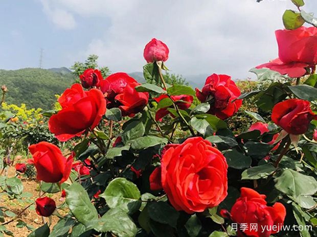 汉中月季应用和月季景观(图4)