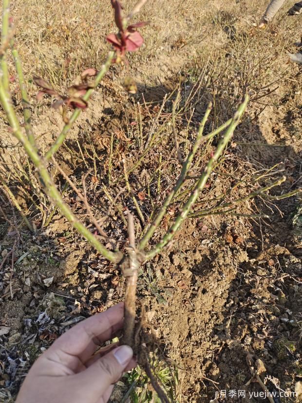 6千棵月季裸根苗出发周口苗圃(图2)