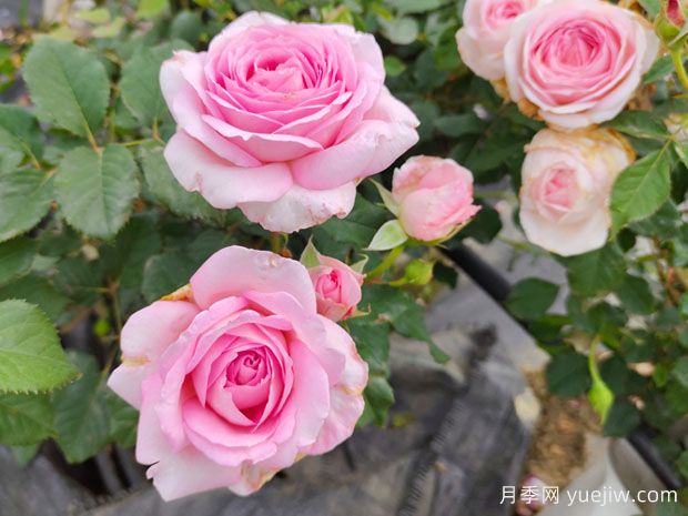 月季花的虫害及其防治(图1) 月季花的虫害及其防治(图1)