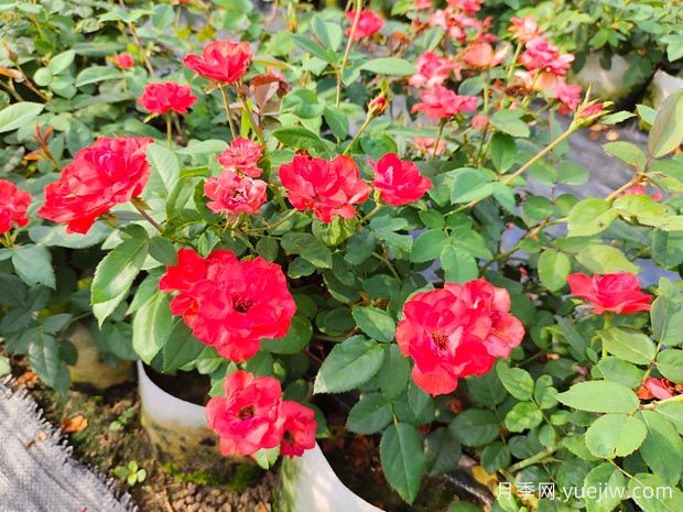 如何养殖月季花?从选土到修剪的全面指南(图1) 如何养殖月季花?从选土到修剪的全面指南(图1)