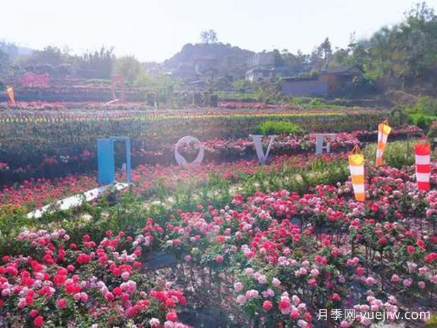 攀枝花10万株月季绽放，各色花开美不胜收(图1)