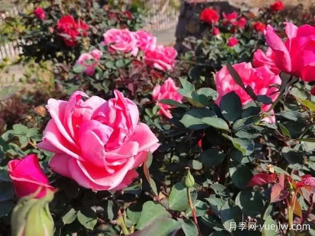 攀枝花10万株月季绽放，各色花开美不胜收(图2)