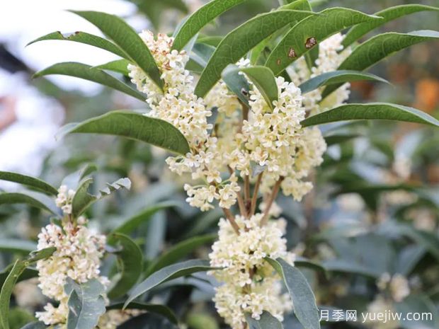 桂花(图3) 桂花(图3)