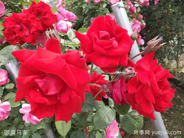 大红色长得快，快速成花墙花海，就是御用马车月季(图1)