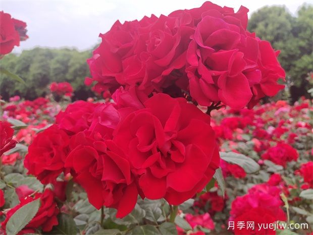 大红色长得快，快速成花墙花海，就是御用马车月季(图2)