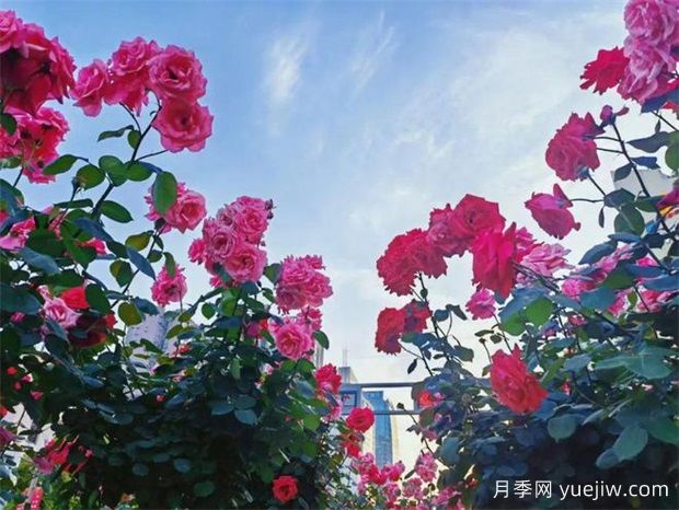 遂宁月季应用和景观图集(图2) 遂宁月季应用和月季景观(图2)